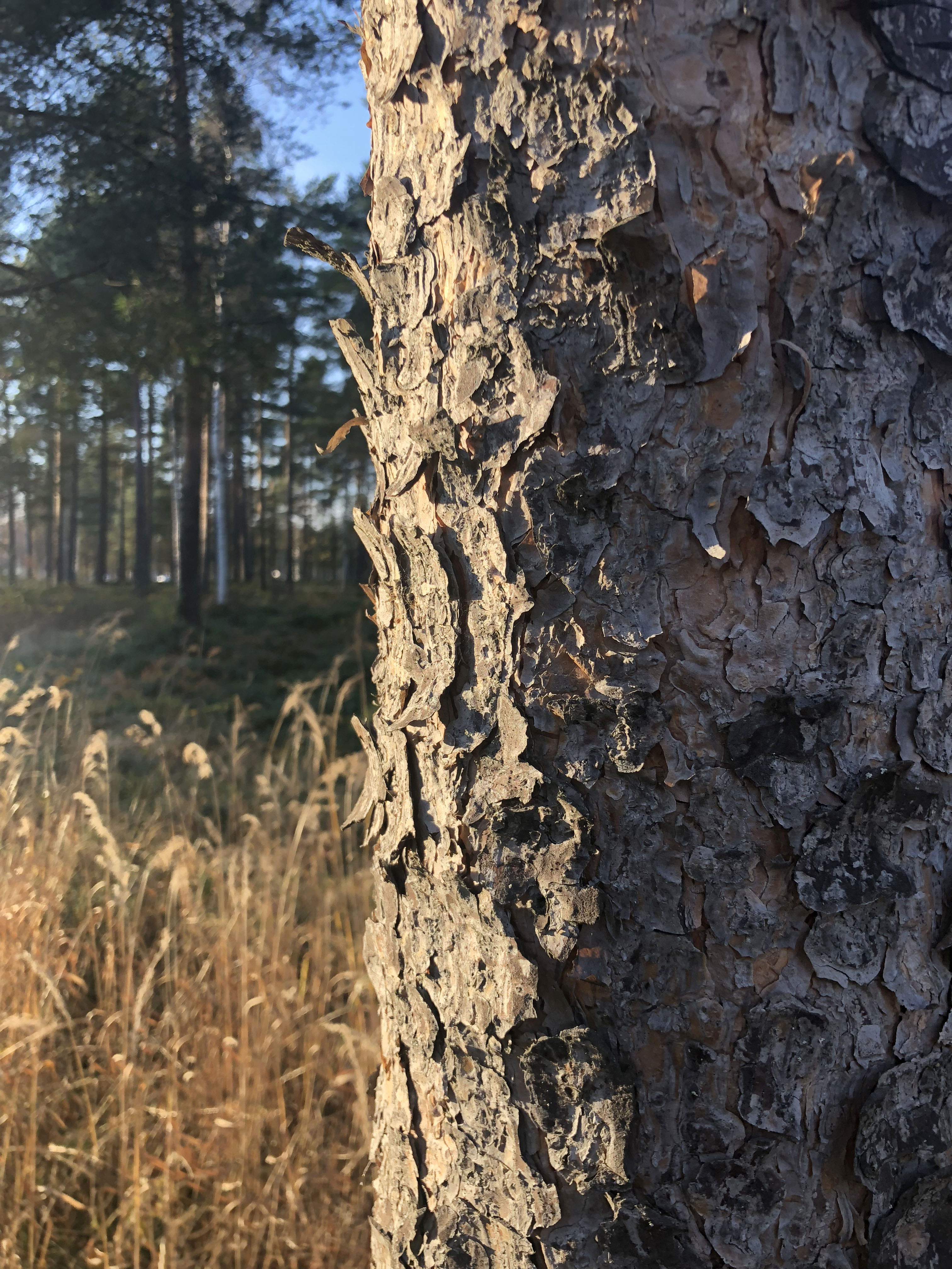 Männyn runko, jonka taustalla kellastuneita kaisloja.